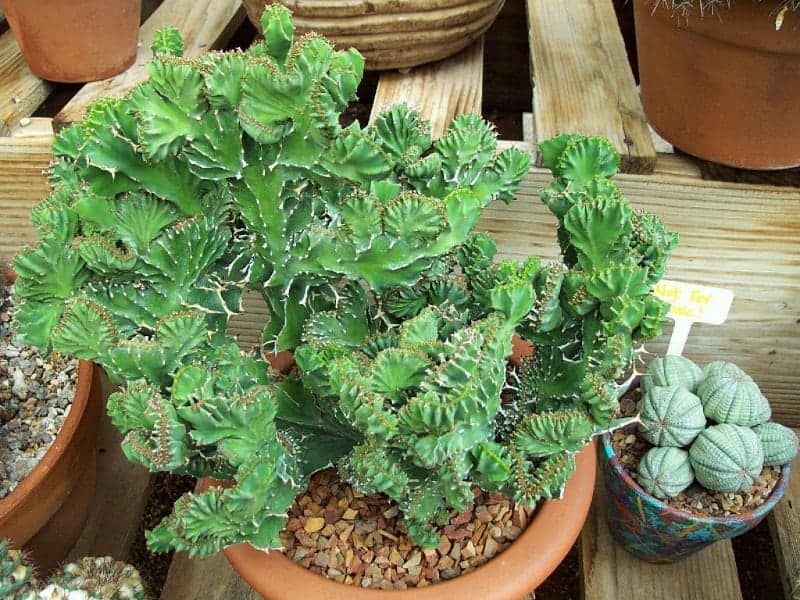 Euphorbia Lactea Cristata in a brown pot.
