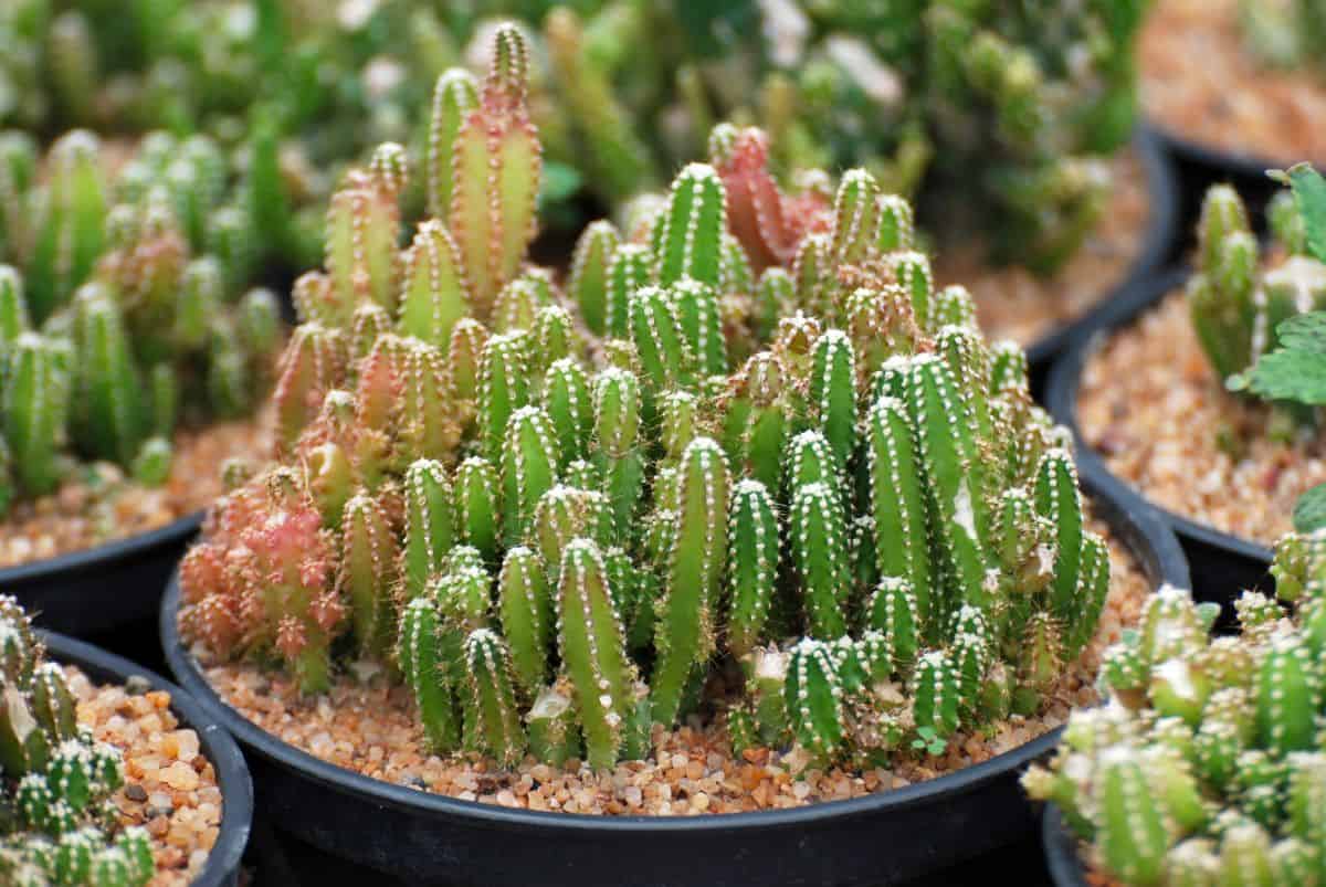 Fairy Castle Cactus in a black pot.