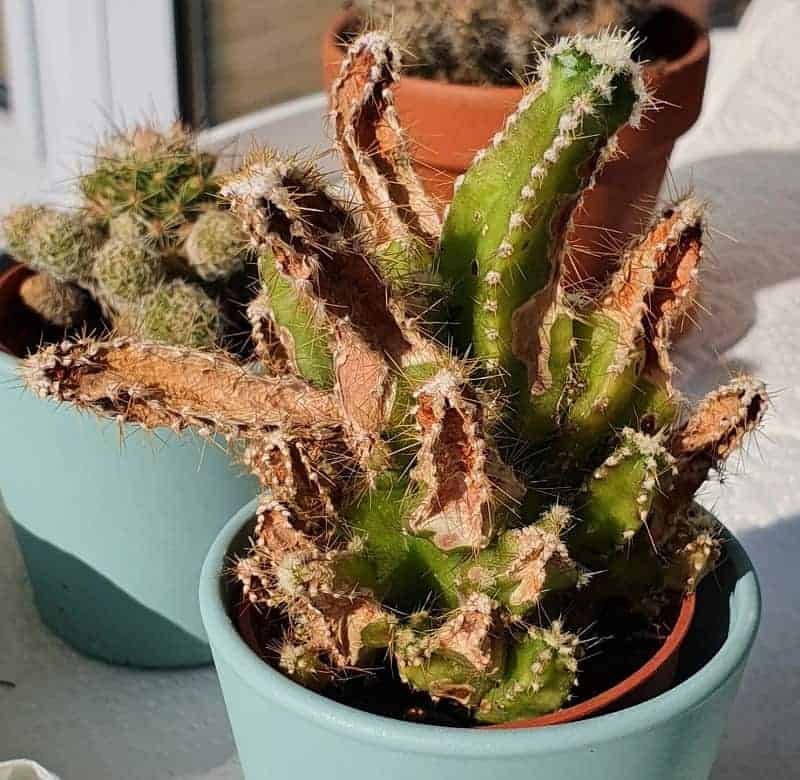 Disease on a Fairy Castle Cactus in pots.