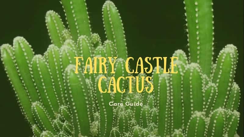 Fairy Castle Cactus – A Care Guide