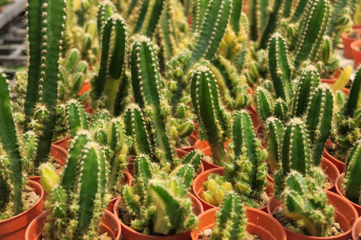 Fairy Castle Cactuses in brown pots.