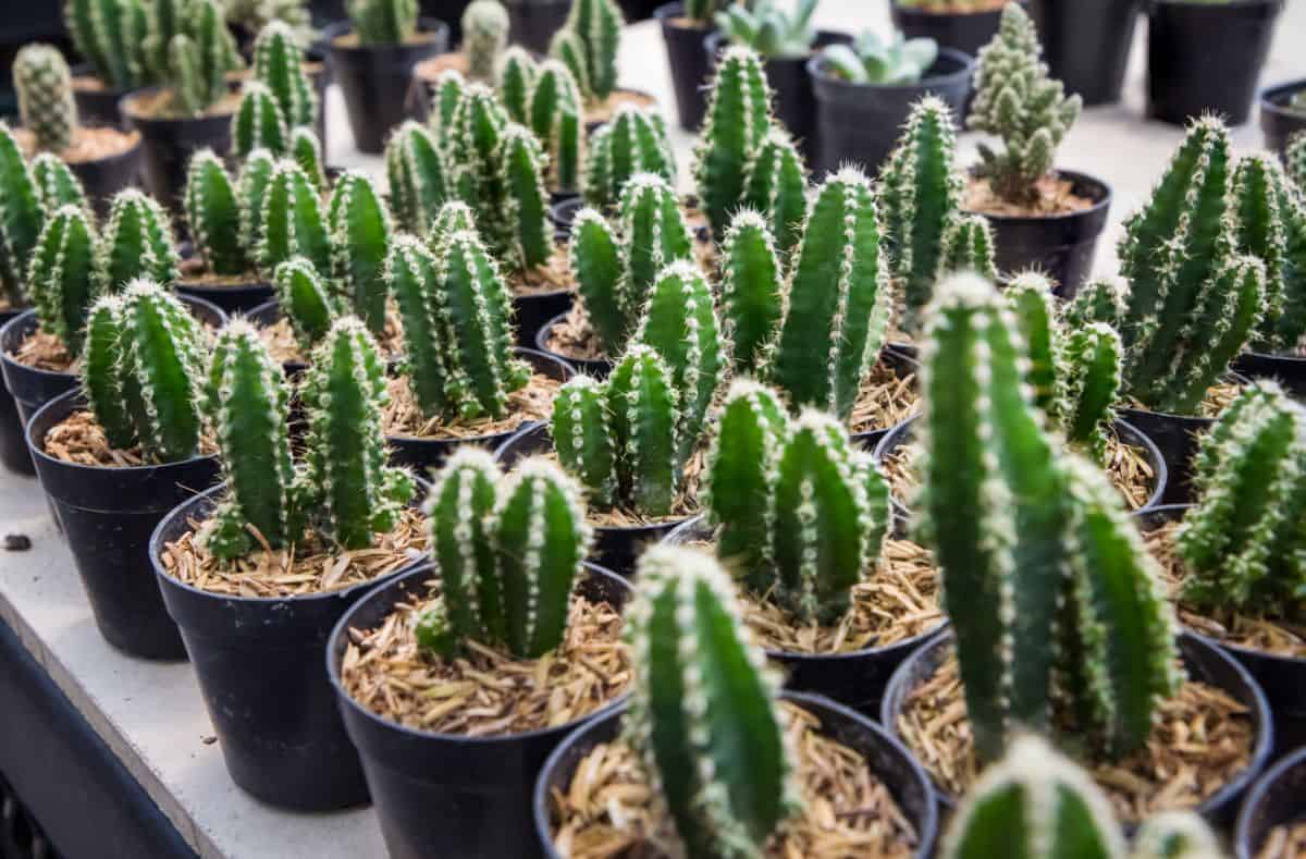 Fairy Castle Cactuses in black pots.