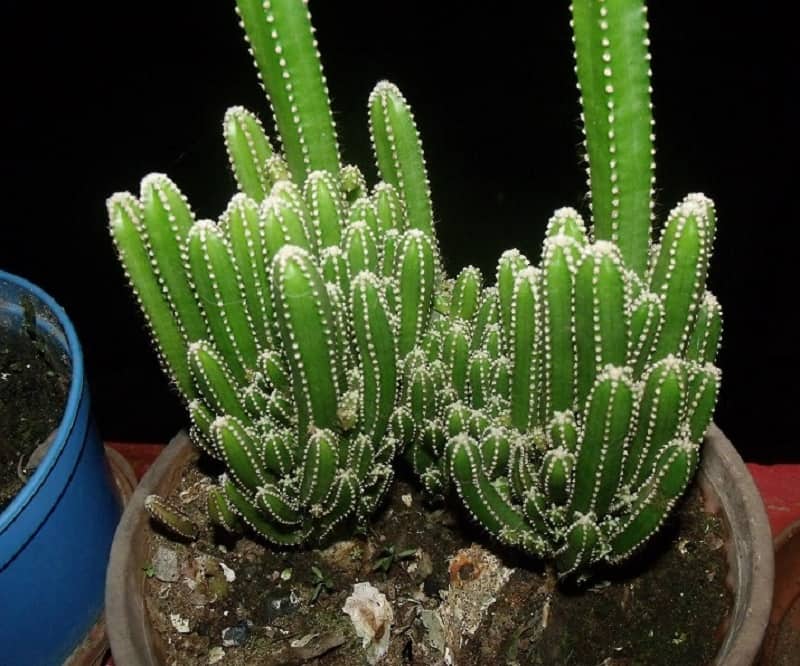 Fairy Castle Cactuses in a pot.