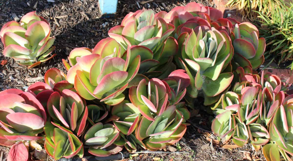 Flapjack succulent growing outdoor on a sunny day.