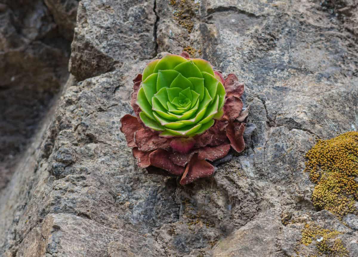 Greenovia dodrantalis growing on the rock.