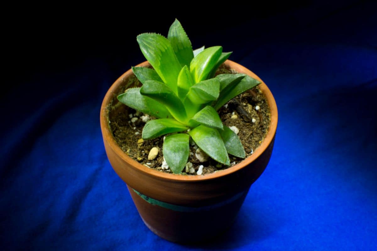 Haworthia Retusa in a brown pot.