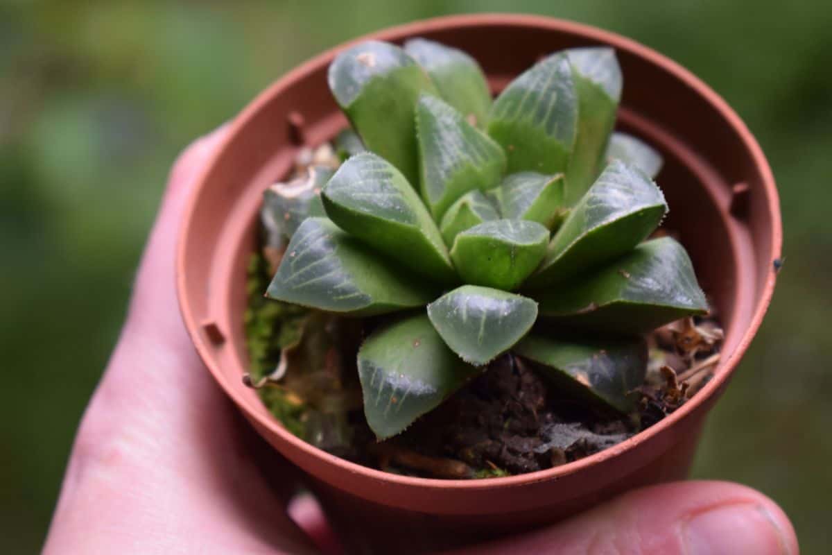 Hnad holding a Haworthia Retusa in a pot.