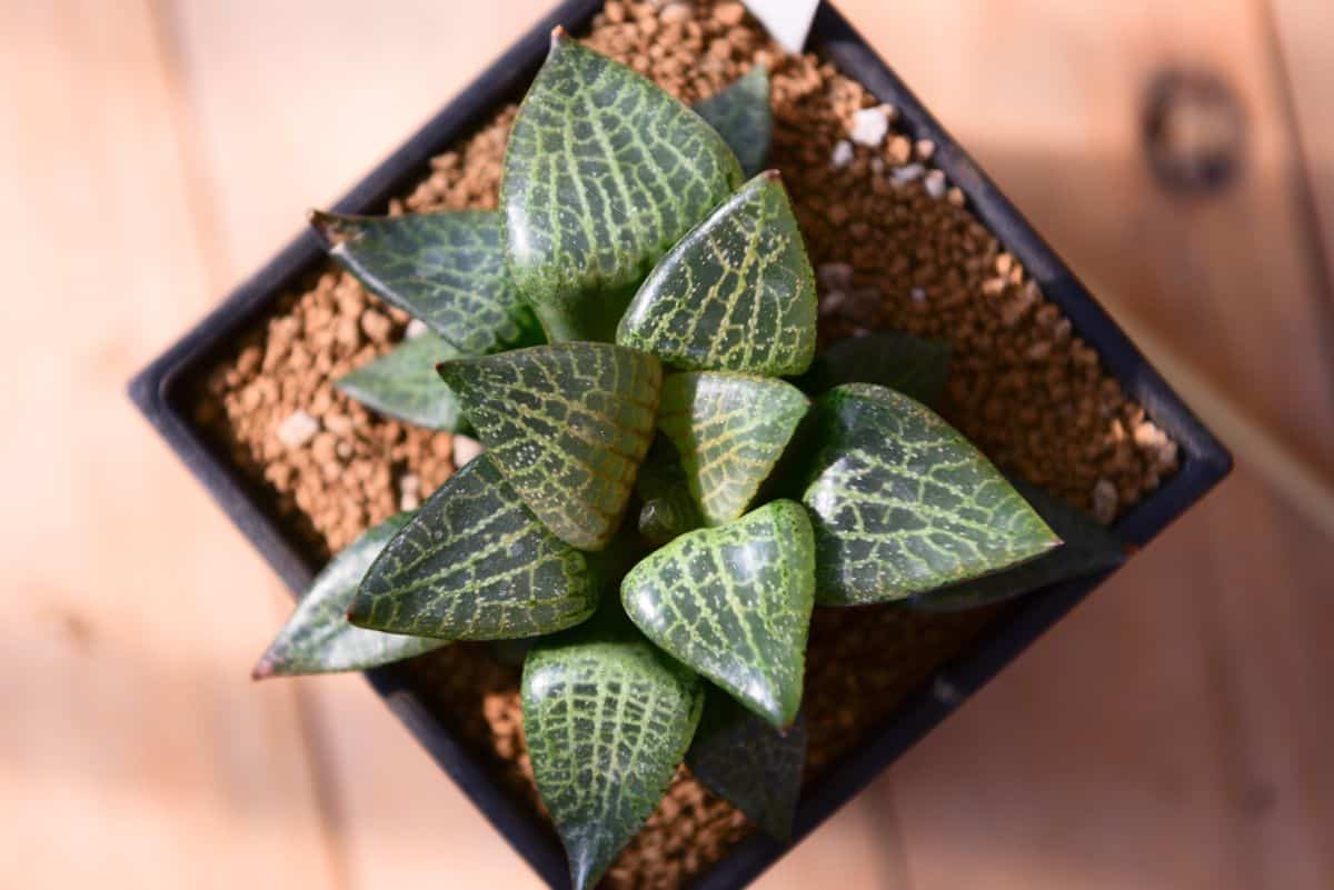 Haworthia Retusa in a black pot, top view.