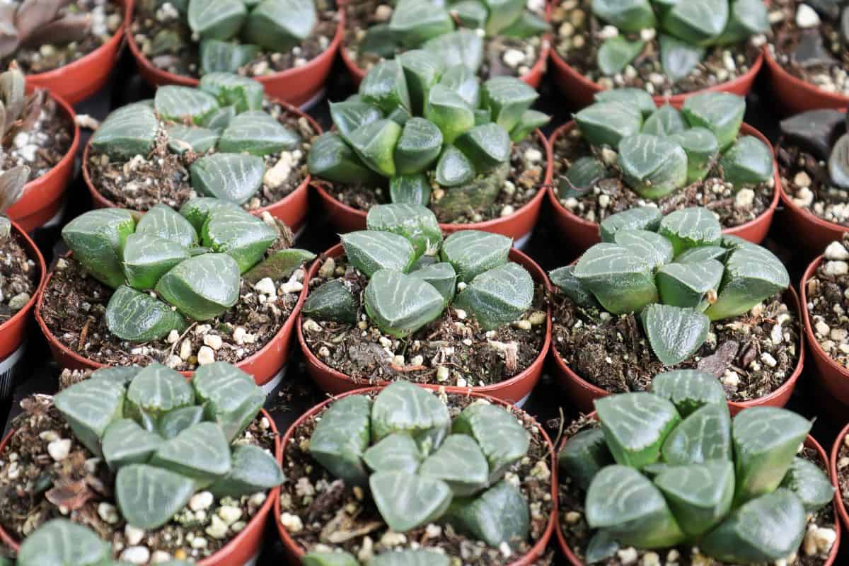 Haworthia Retusa succulents in pots.
