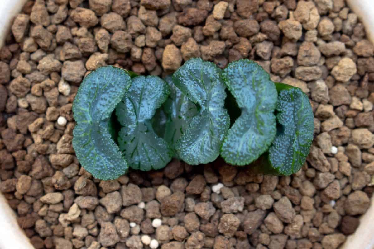 Haworthia Succulent growing in rocky soil.