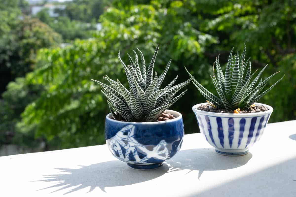 Haworthia Succulents growing in pots on the balcony.