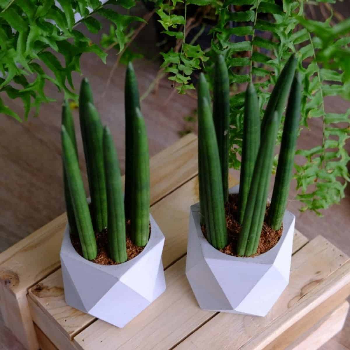 How to Grow and Care for Sansevieria Cylindrica