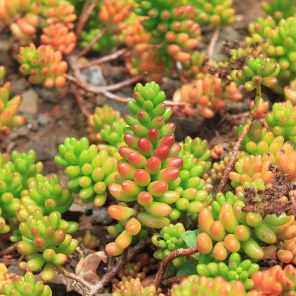 Are Jelly Beans Safe For Dogs