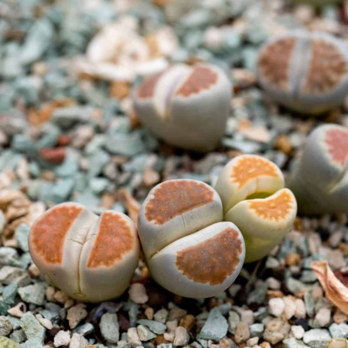 Lithops in rocky soil close-up.