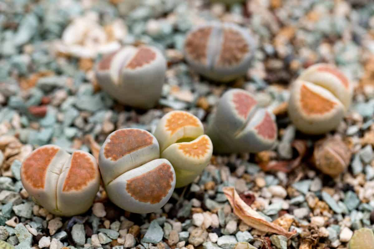 Lithops in rocky soil close-up.