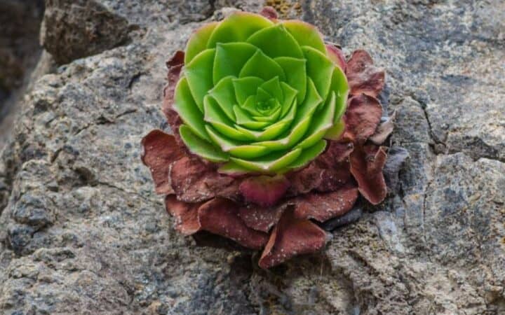 Greenovia dodrantalis growing on the rock.