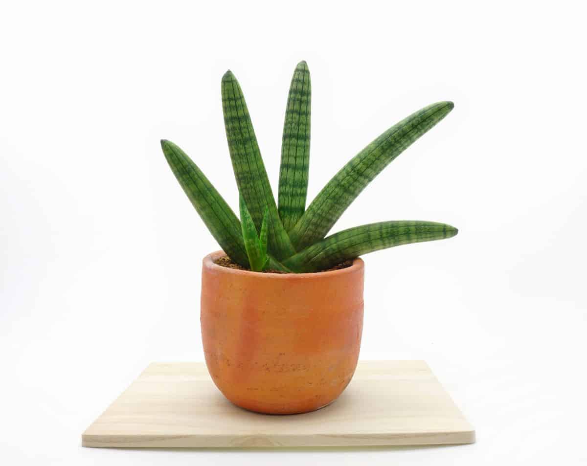 Sansevieria cylindrica in an orange pot on a wooden board.