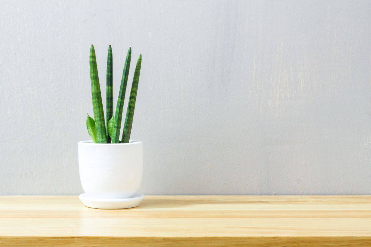 Sansevieria cylindrica in a white pot on the table.