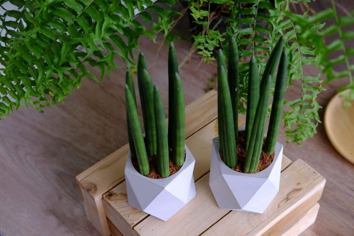 Sansevieria cylindrica in white pots on a wooden board.