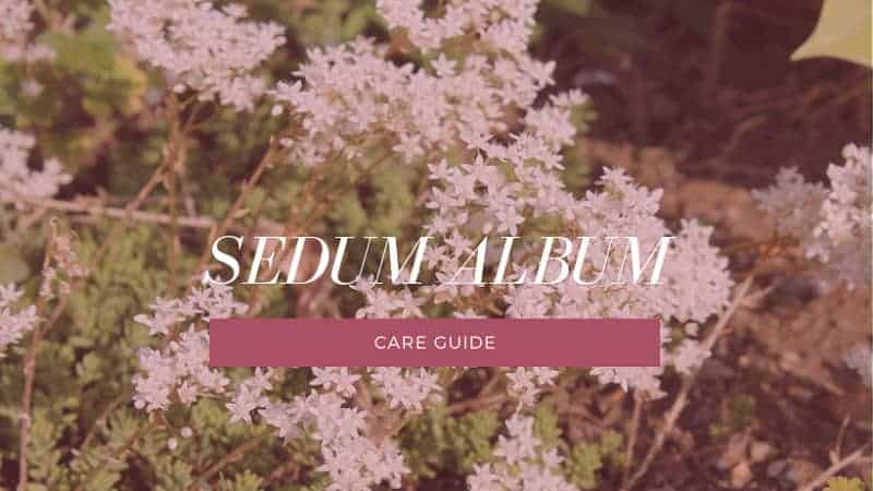 Sedum Album – A Care Guide