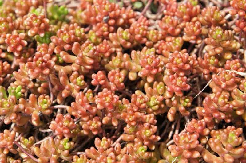 Sedum album close-up.