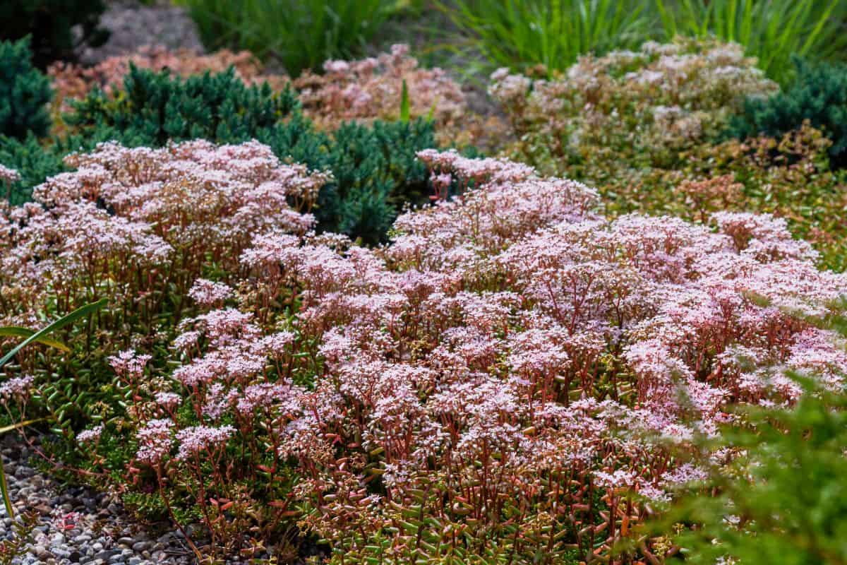 Blooming sedum album in the garden.