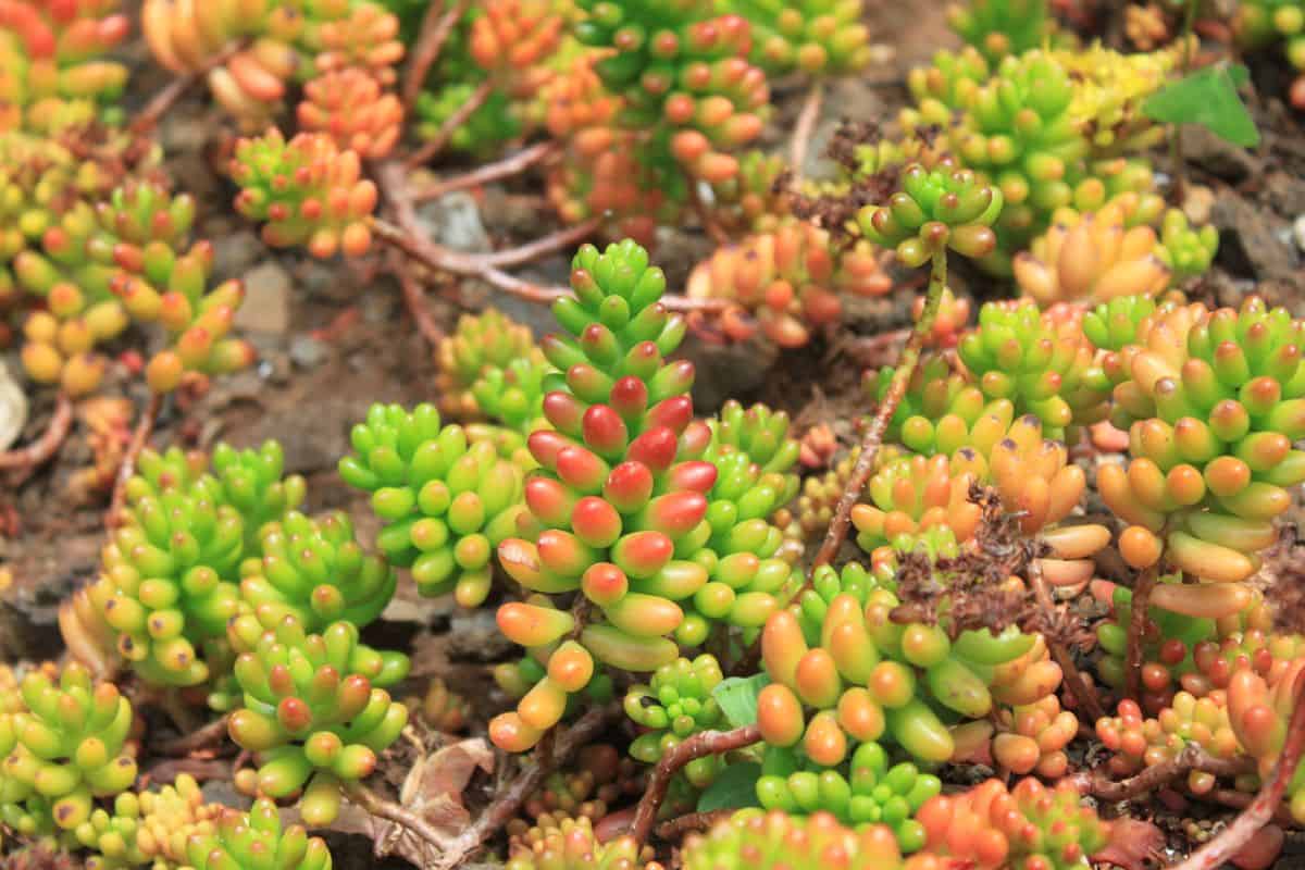 Sedum rubrotinctum growing in an outdoor garden.