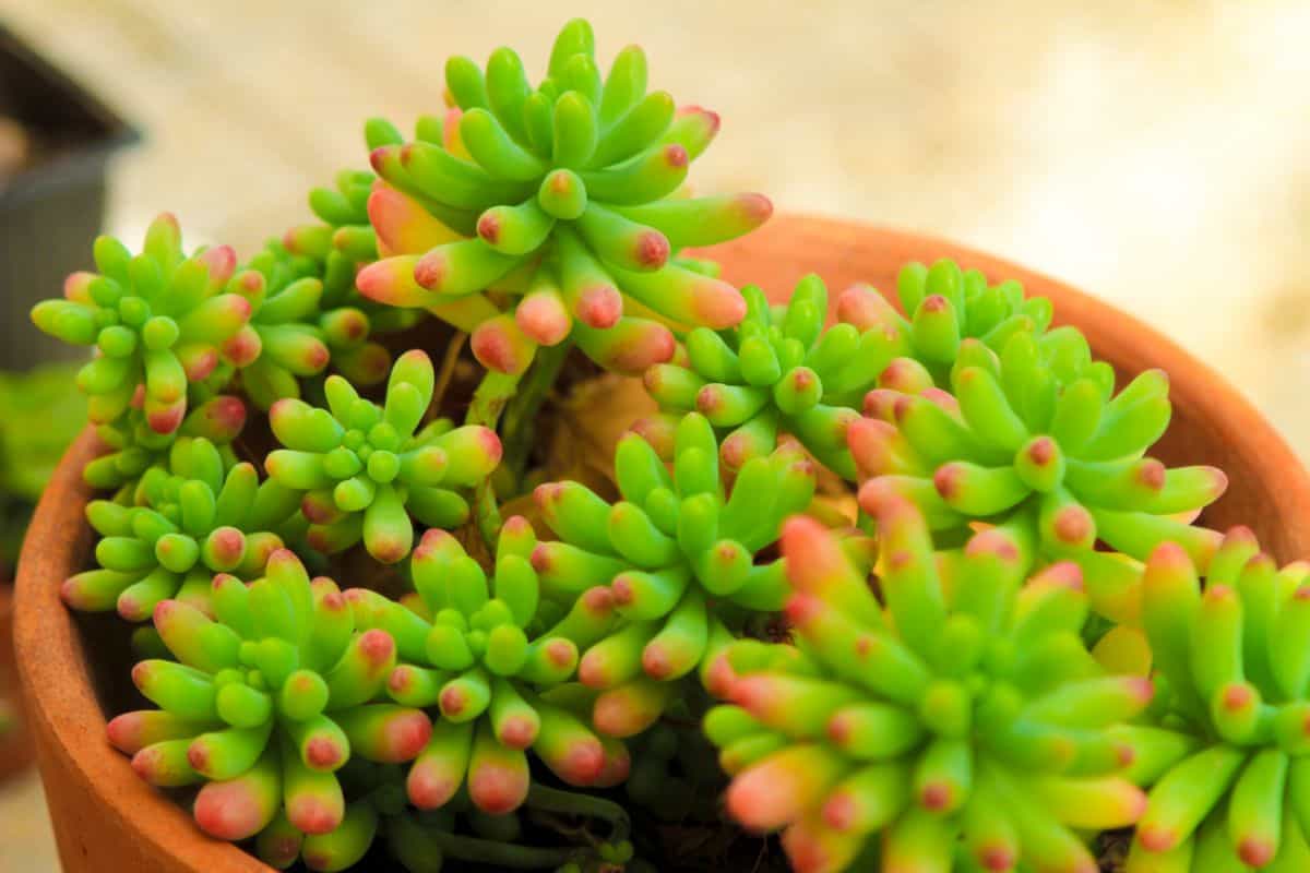 Sedum rubrotinctum growing in a pot.