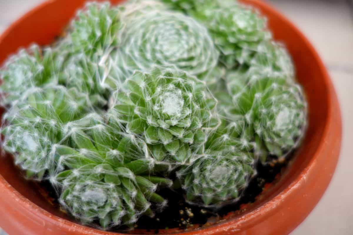 Sempervivum Arachnoideum in a red pot.