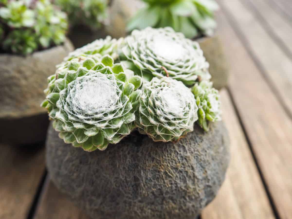 Sempervivum Arachnoideum in a concrete pot.