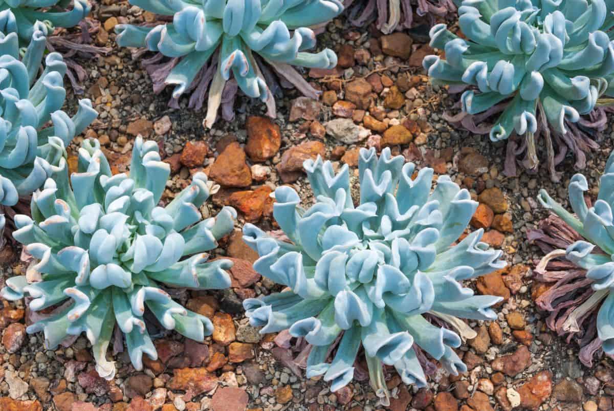 Topsy Turvy Succulents growing outdoor.