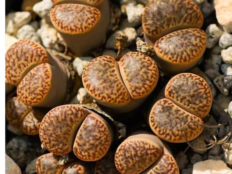 Lithops on sunny day top view.