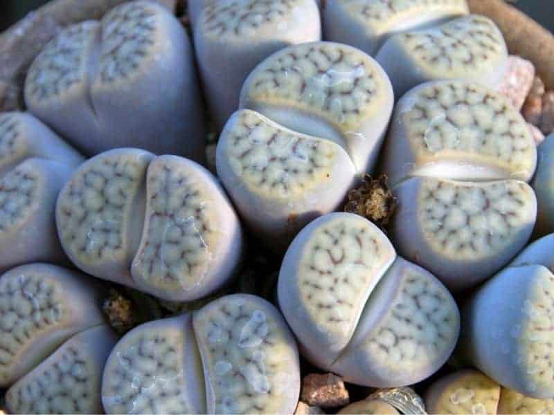 Close-up on lithops on a sunny day.