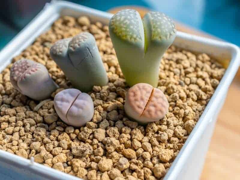 Lithops in a white pot.