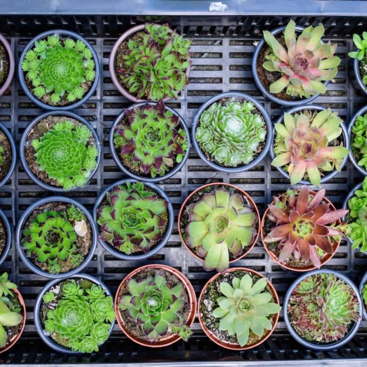 Many succulents in a pots in a plastic crate.