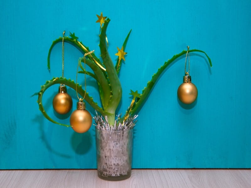 Succulent Christmas in a pot.