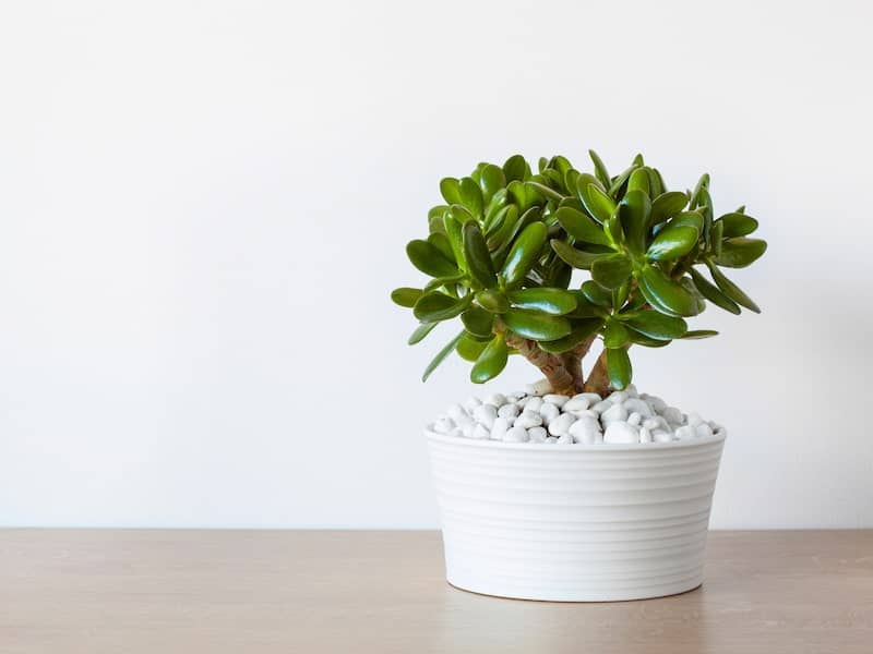 Ripple Jade Succulent in a white pot.