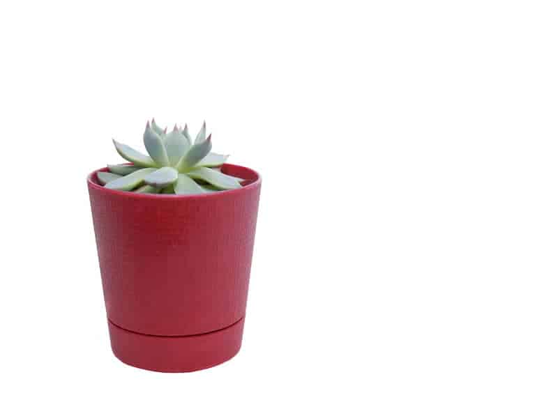 Echeveria in a red pot.
