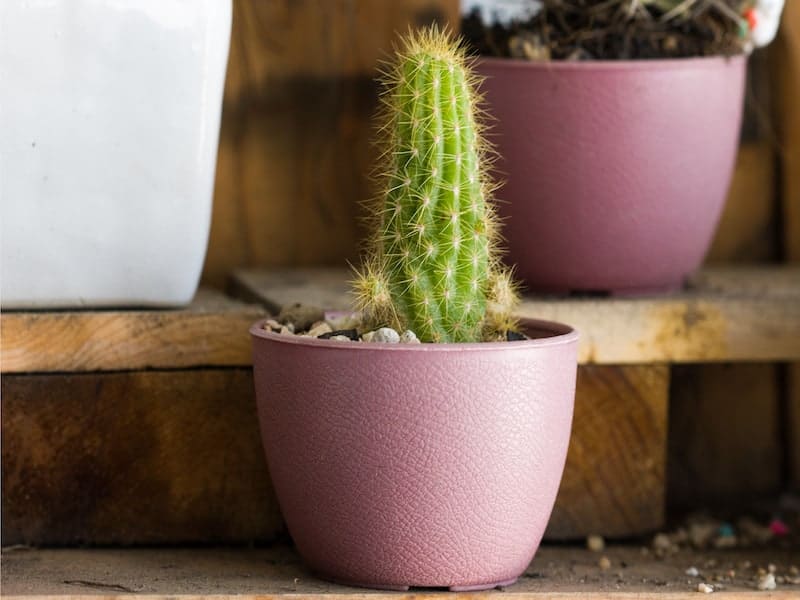 Opuntia in a pink pot on wooden stairs.