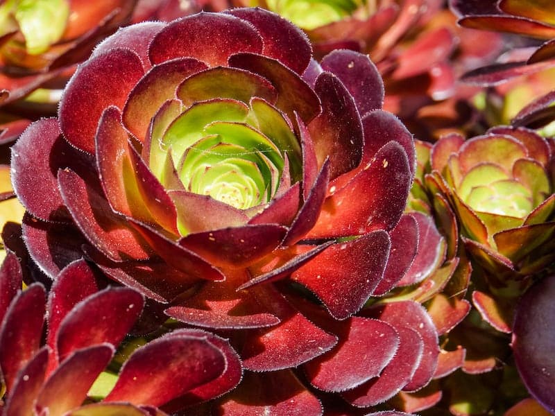 Crassula Burgundy succulent close-up.