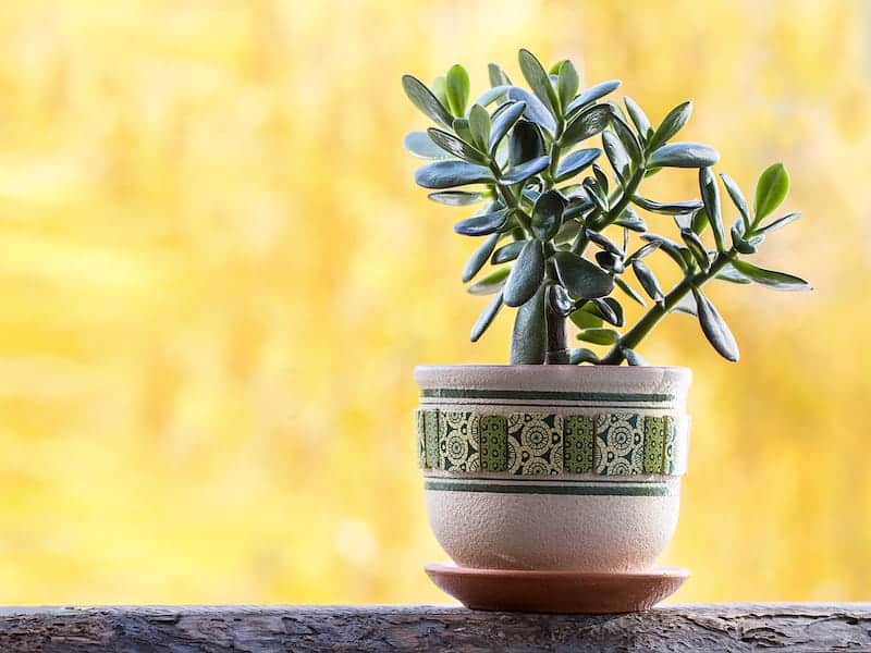Ripple Jade Succulent  in a ceramic pot.