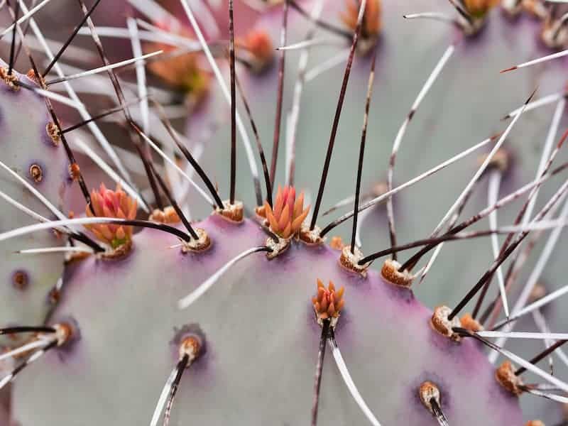 Opuntia close-up on spikes.