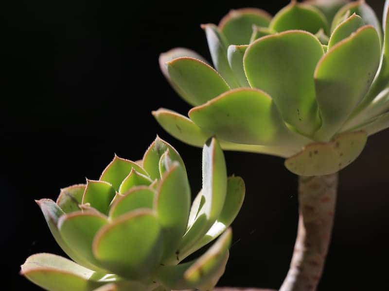 Aeonium Urbicum Succulent close-up.