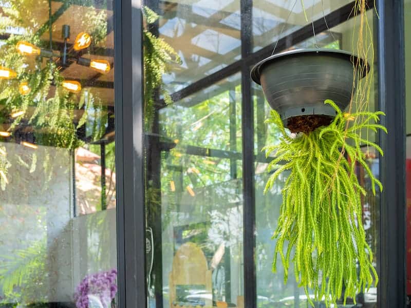 Succulent Bush Senecio in a hanging basket.