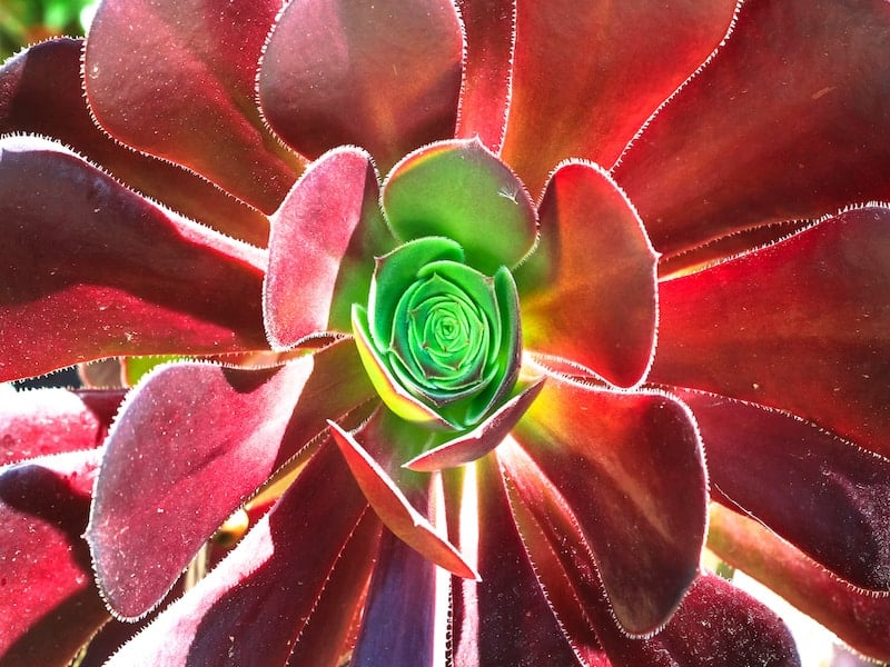 Crassula Burgundy succulent close-up.