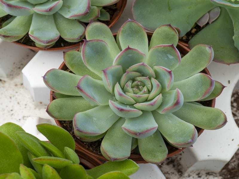 Echeveria in a brown pot.