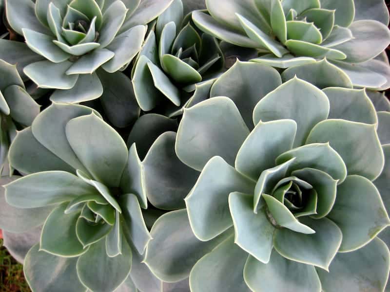 Graptoveria Fred Ives – A Care Guide