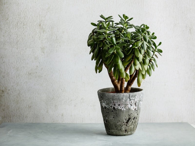 Ripple Jade Succulent  in a pot.