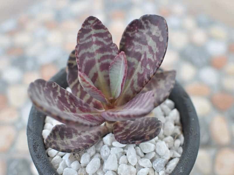 Kalanchoe Humilis Succulent in a black pot.