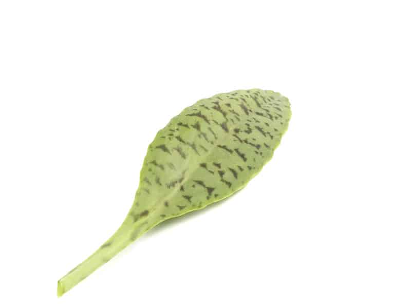 Kalanchoe Humilis Succulent leaf on a white background.